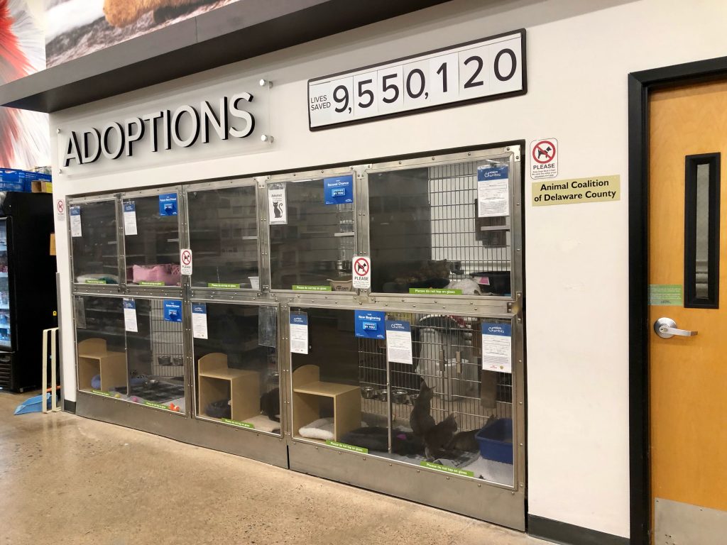 Adoption best sale cat center